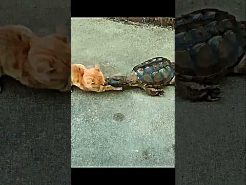 Turtle Attack Speed #trending #animals #wildlife #cat #turtle #shorts #youtube #youtubeshorts #short