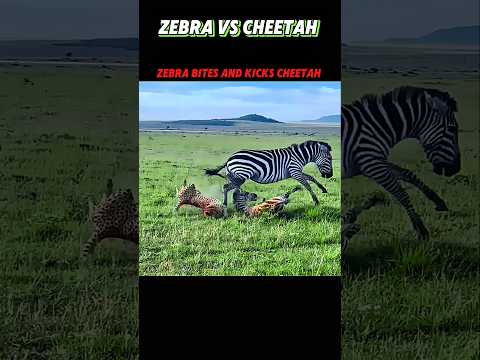 zebra vs cheetah #trending #wildlife #animals #shorts #youtube #youtubeshorts #viralshort #cheetah